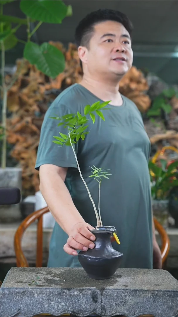 完全开放菩提424+