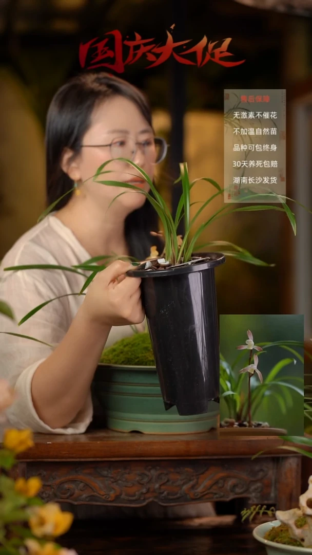 无花朵春雨彩虹国庆福利裸根发货