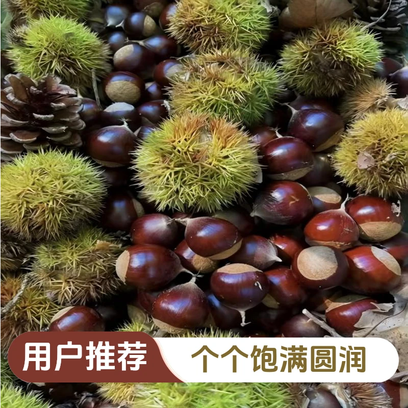 CampusKitten2025新鲜生板栗大板栗生栗现摘丹东甜糯锥栗便宜板栗