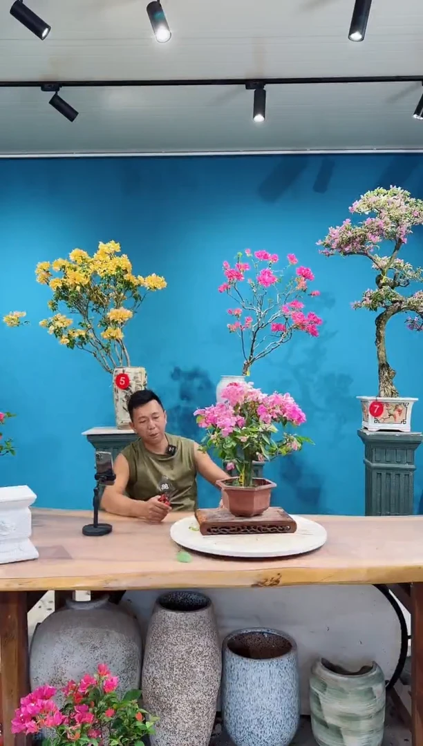 全部花朵漳红樱三角梅
