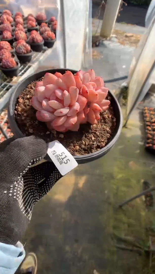 515雪天使多肉植物一物一拍