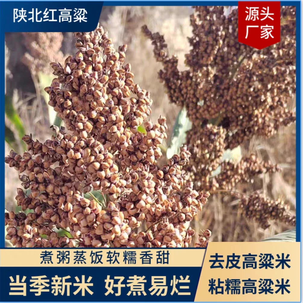 陕北农家本地红高粱糯米