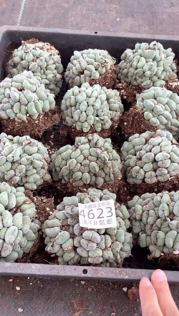 4623特价元宝口笛群生发货1群量拍