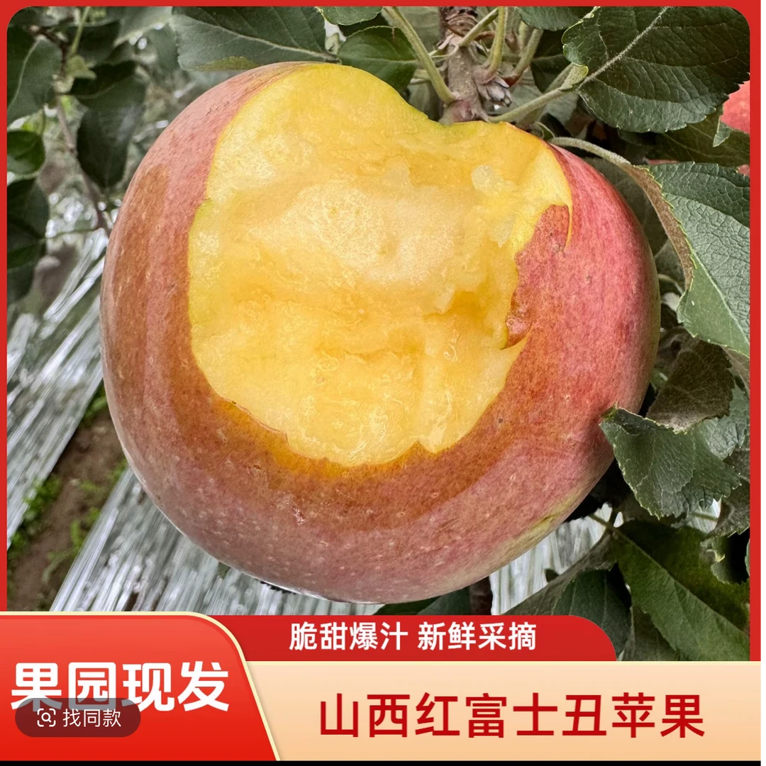 【坏果包赔】山西红富士丑苹果当季新鲜水果脆甜多汁现摘现发A