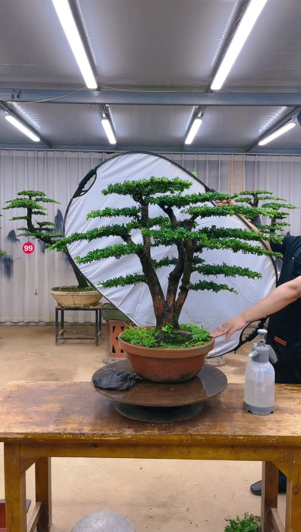 无花朵雨***石精品罗汉松盆景  一物一拍