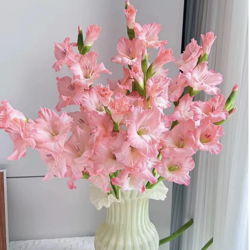 YZ【粉天使剑兰10支】全场任意满两单鲜花升级快递