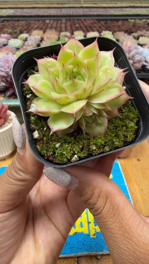 东云多肉园二店-124