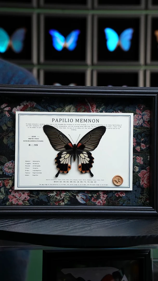 美凤蝶A4横框布艺款有尾