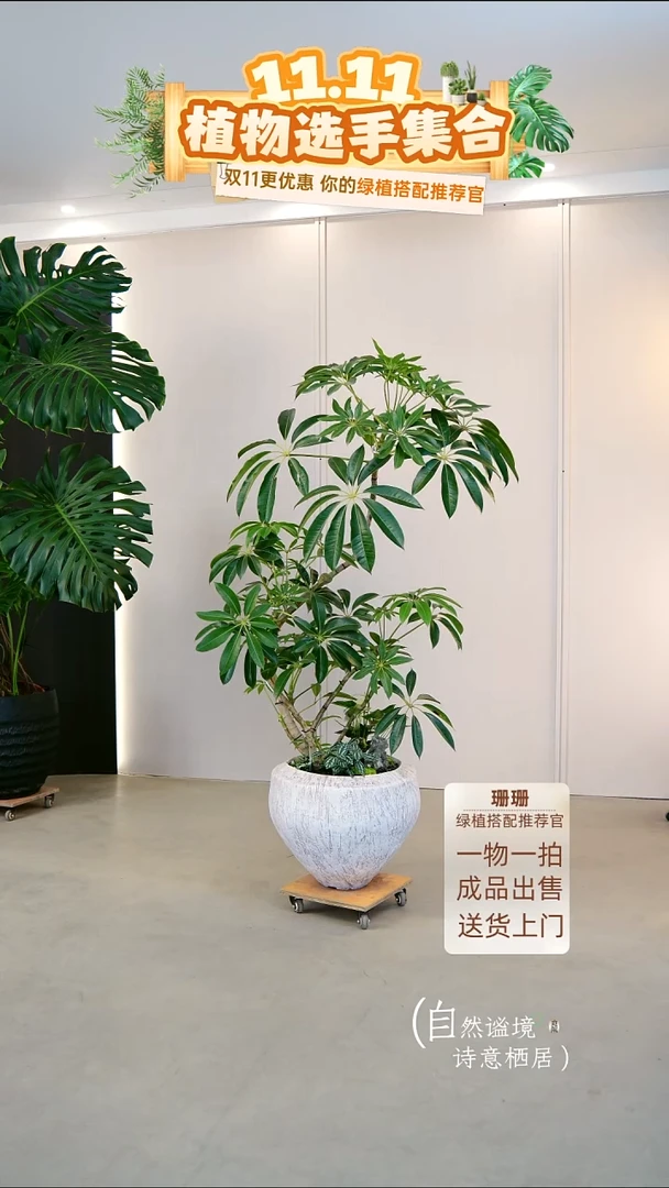 无花朵景*日本进口保罗大叶伞种好栽好一整套送货上门