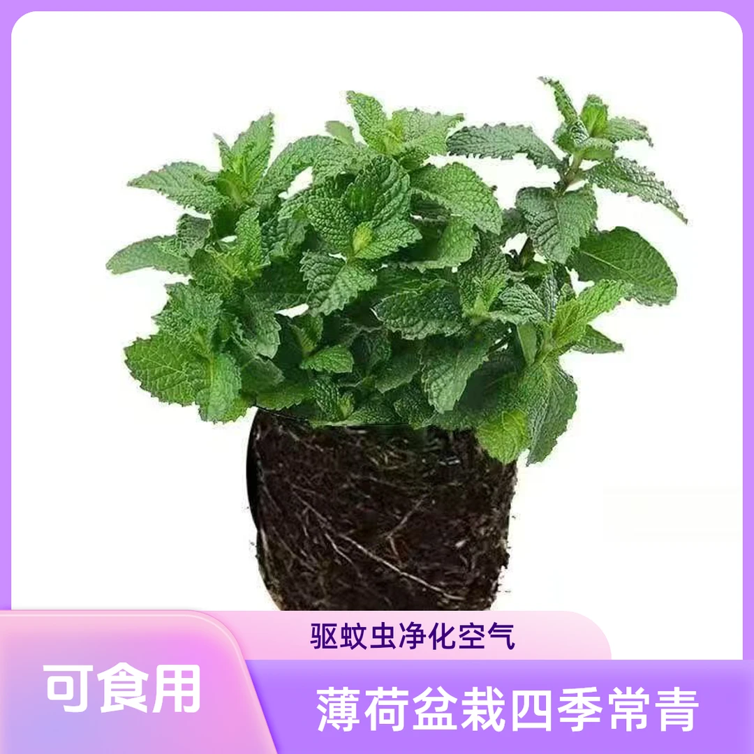 薄荷盆栽四季常青驱蚊净化空气室内绿植植物