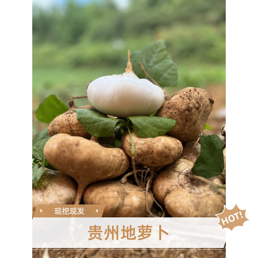 贵州新鲜现挖地萝卜白地瓜脆甜鲜嫩可生吃蔬菜水果