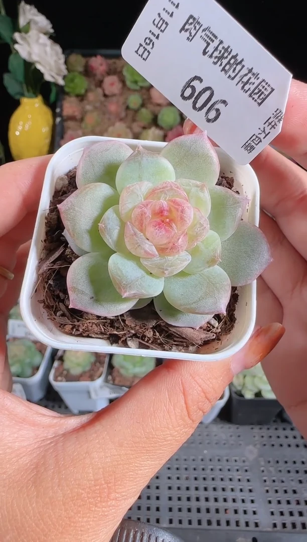 1116-606群生不包整