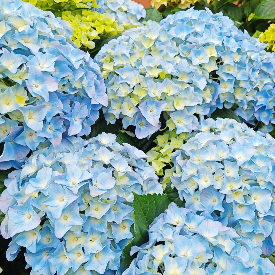 大海蓝 绣球花苗大花多头多季节开花阳台庭院耐热好养美观