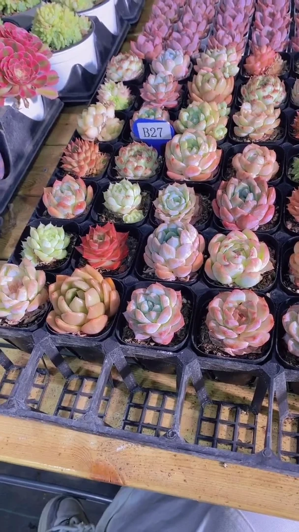 B27-萌新组合5颗（量拍）