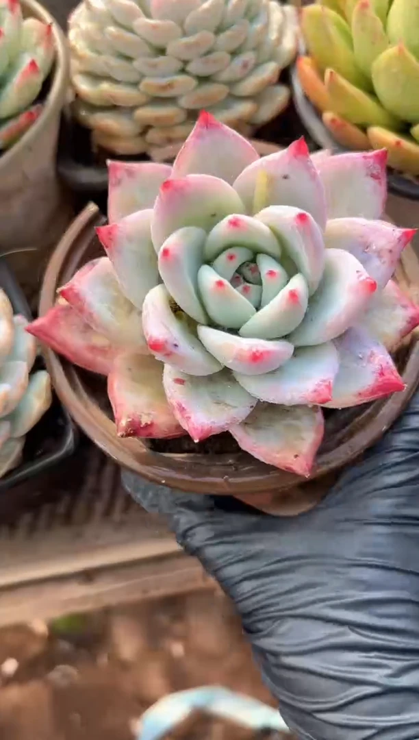 H***o多肉植物一物一拍01316