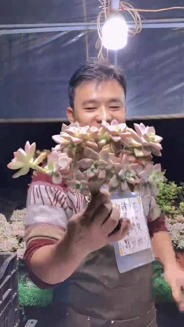 182淡雪缀化一物一拍