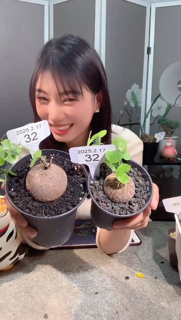 【闪购商品】南非龟甲龙2.16.32