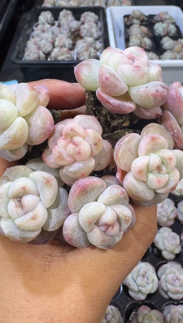 【闪购商品】04号到手8棵江北多肉一物一拍