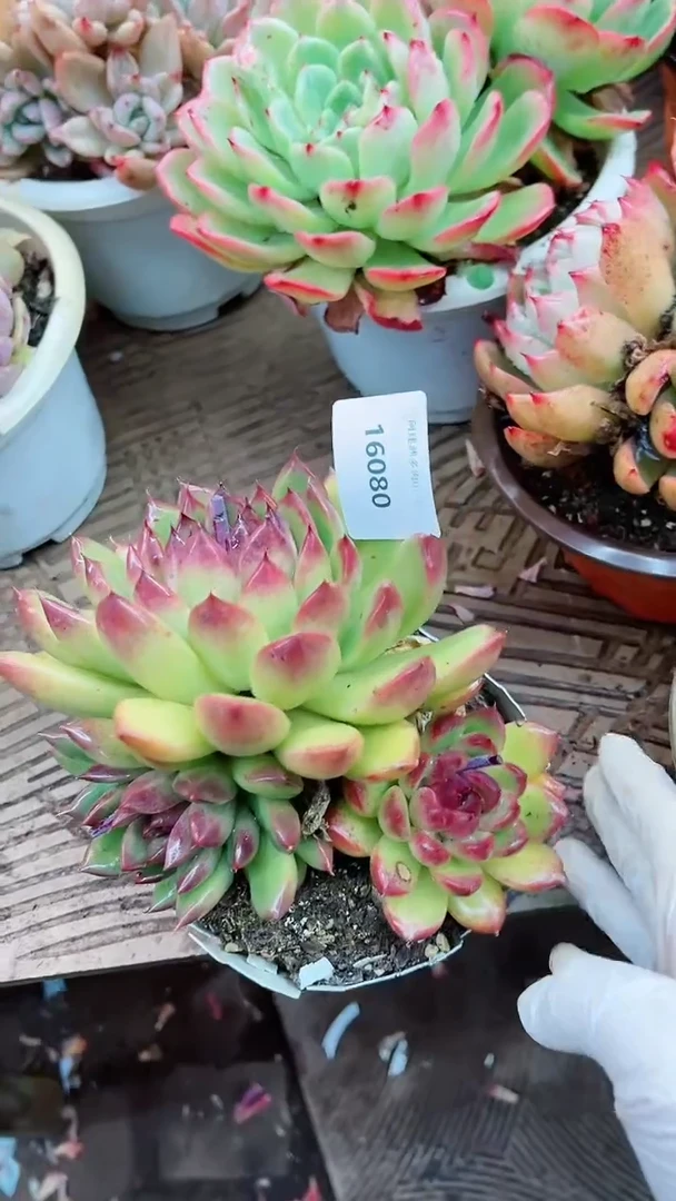 【闪购商品】16080