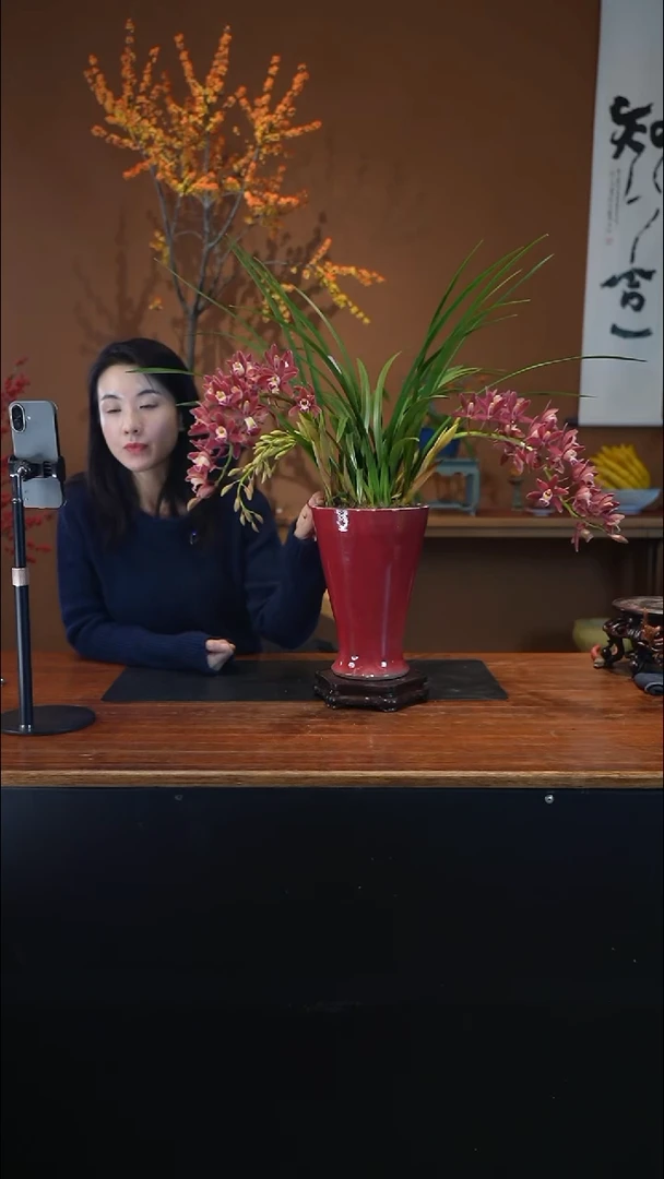 全部花朵红双喜盆景盆景盆景