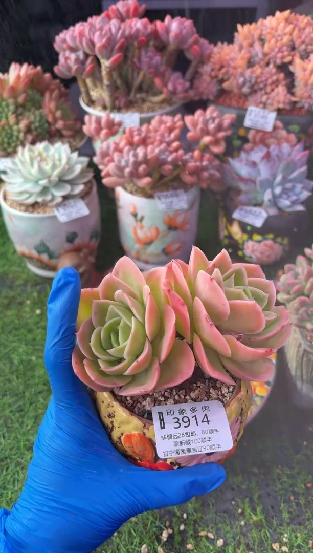 昆明印象多肉3914