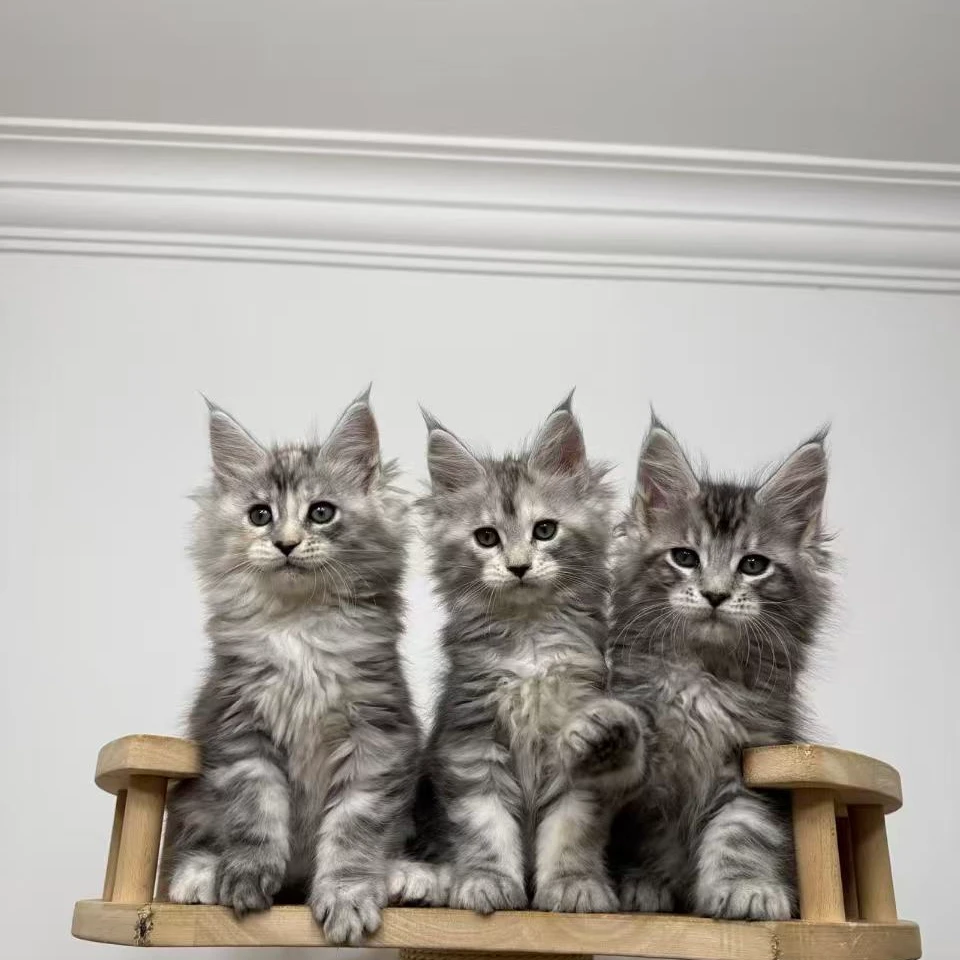 【直播间专拍】纯种缅因猫 缅因幼猫 蓝金渐层 曼基康矮脚 布偶猫