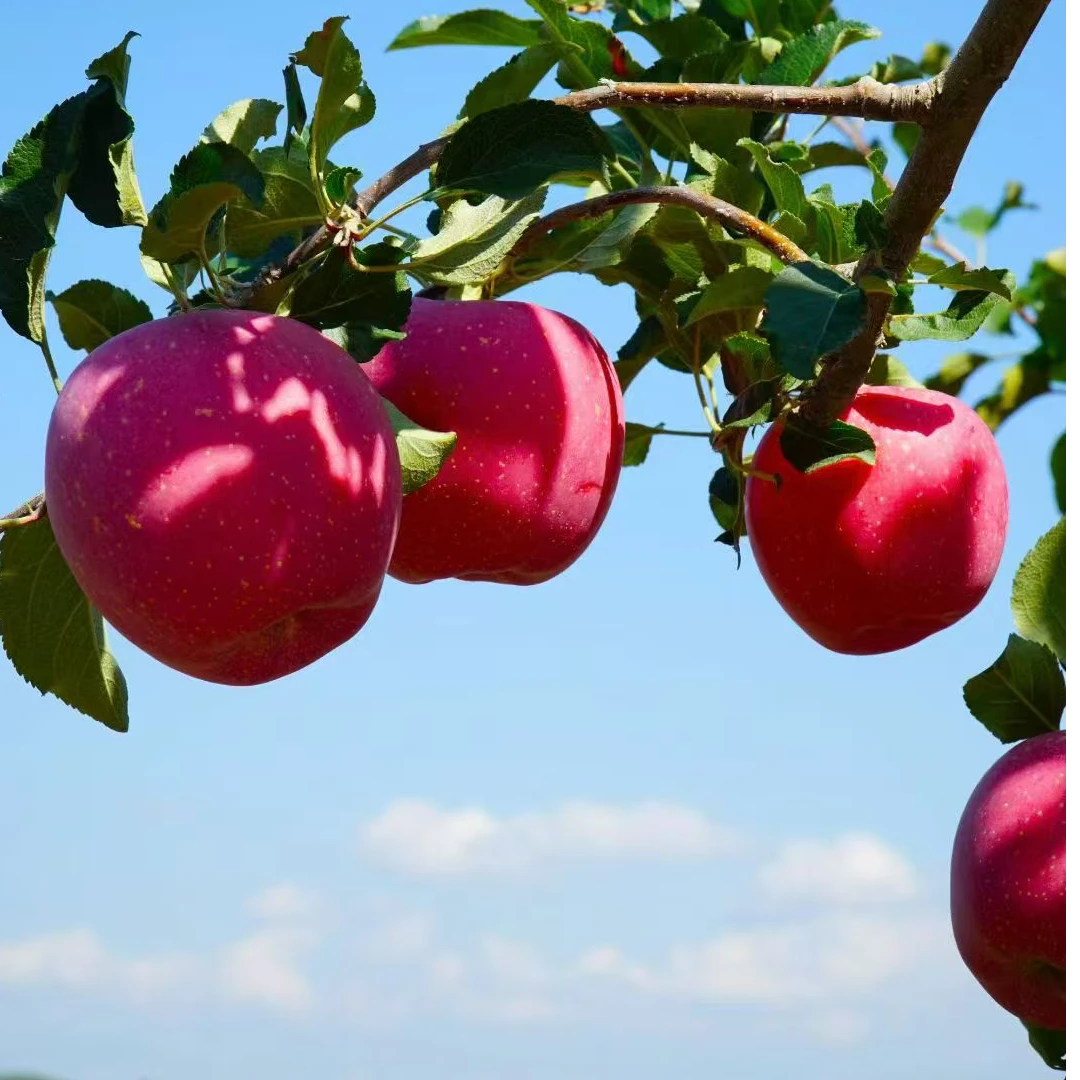 【顺丰快递】2025年静宁苹果红富士苹果新鲜采摘现摘现发新鲜脆甜