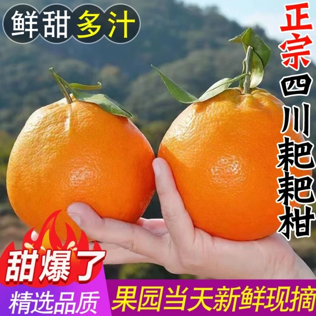 四川春见耙耙柑新鲜爆汁多汁爽口细腻自然熟水果cc