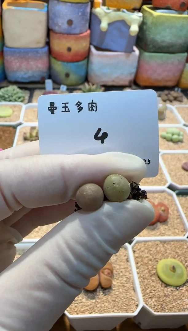 【闪购商品】25.1.25-04万花筒