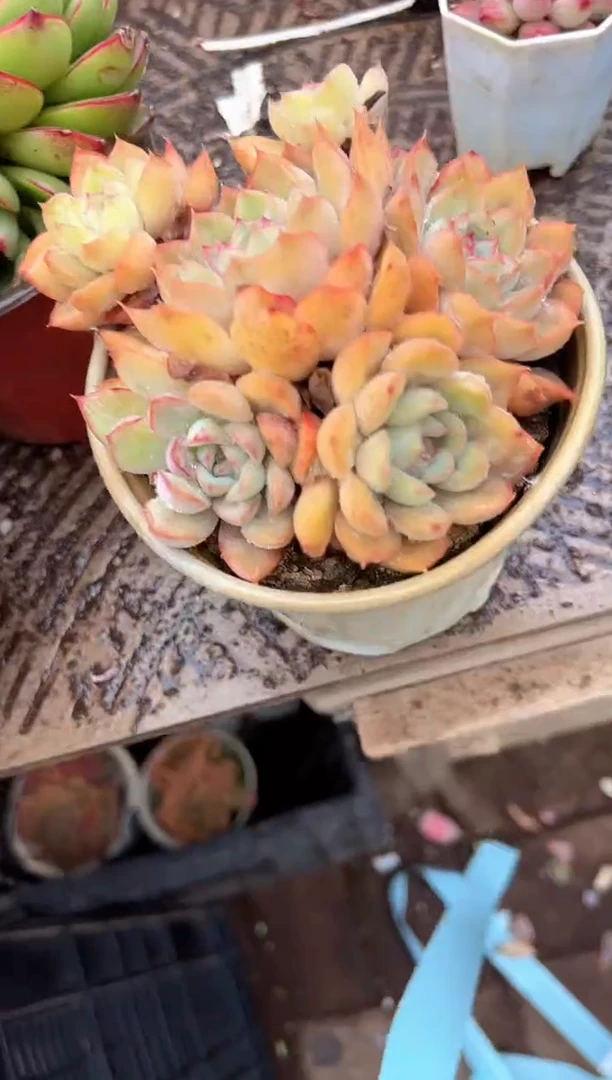 小*妈多肉植物一物一拍03358