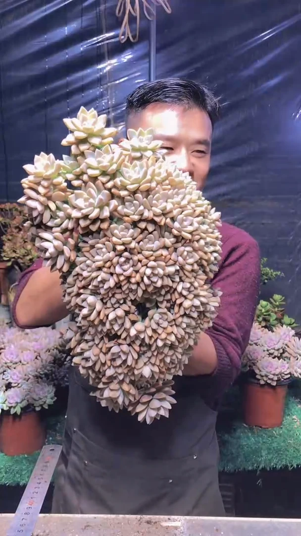 193淡雪缀化（一物一拍）