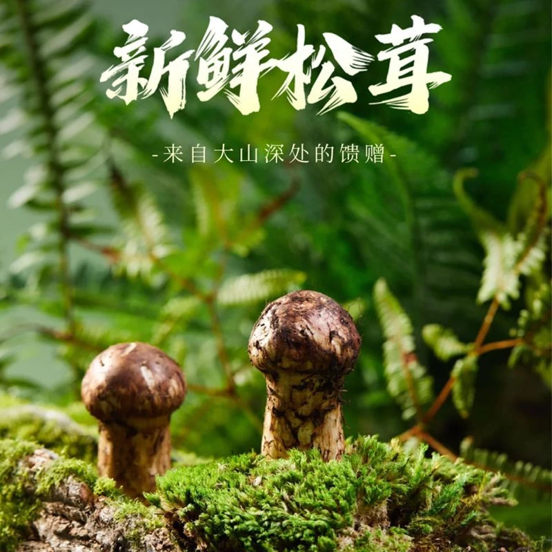 X【杜杜甄选】云南香格里拉新鲜松茸精选现采现发不开伞松茸礼盒
