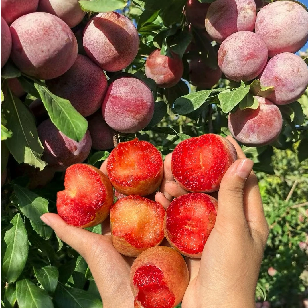 【新疆顺丰空运原产地现摘现发】新鲜应季水果恐龙蛋恐龙蛋水果新疆