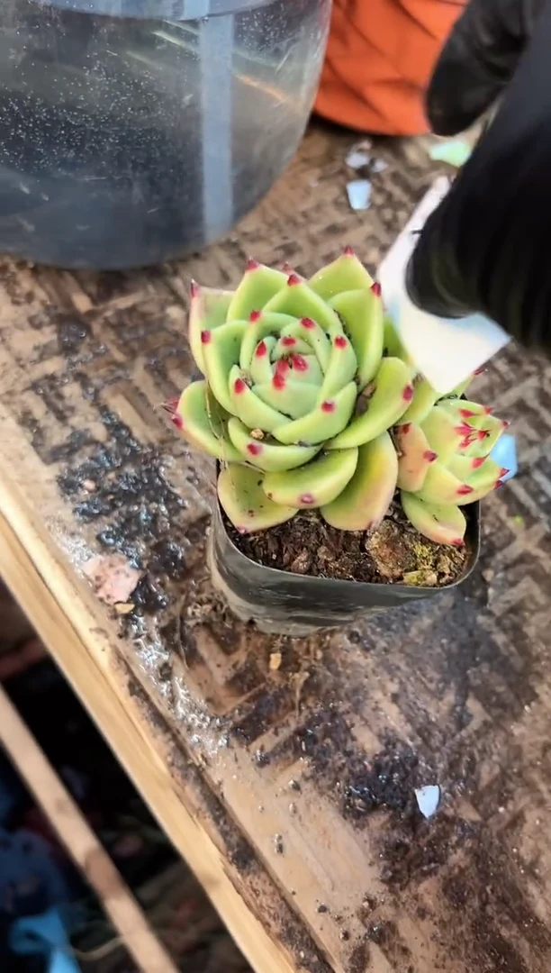 岁***?多肉植物一物一拍24404