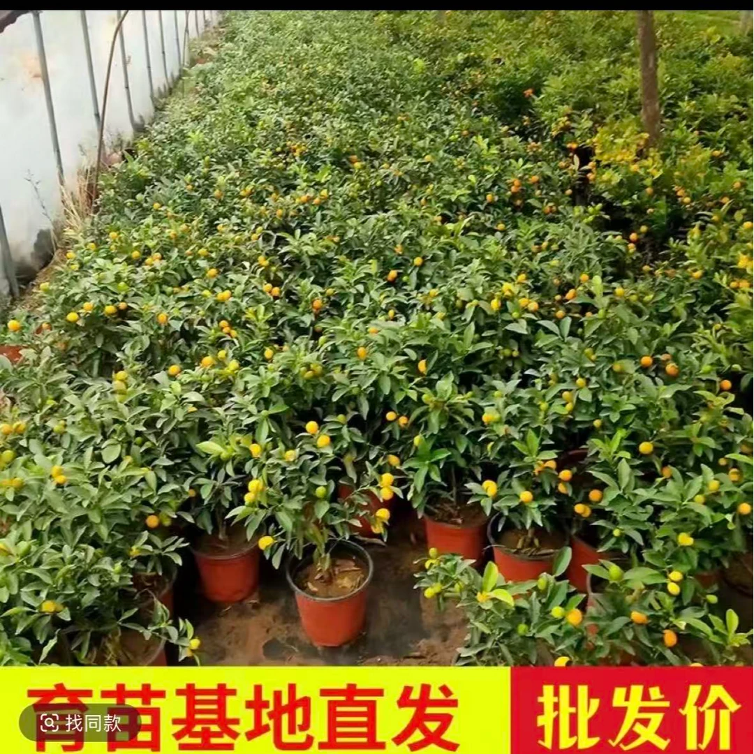 脆皮金桔树苗带果发货阳台庭院养殖