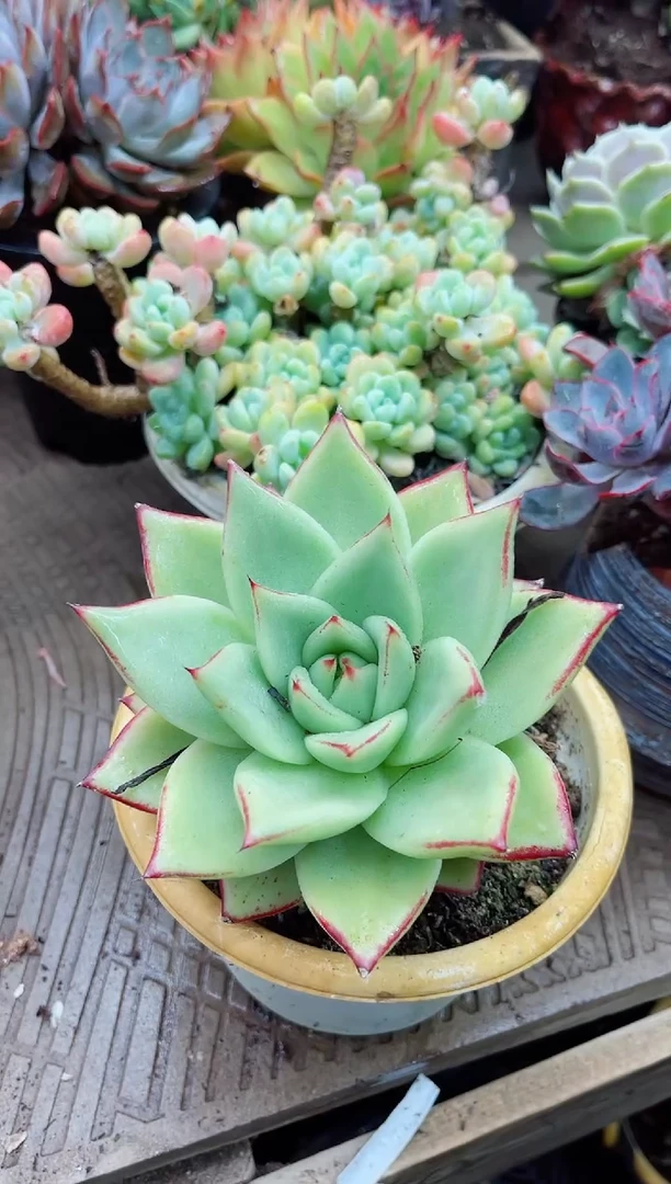 赫*15048多肉植物一物一拍