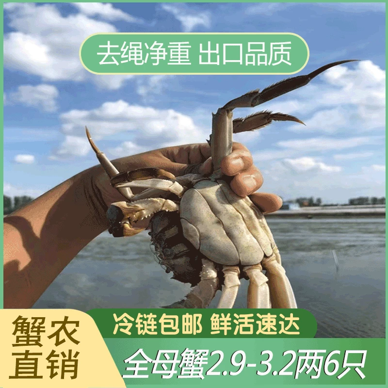 【活蟹全母】江苏大闸蟹母蟹2.9-3.2两6/8/10只装鲜活现货螃蟹礼盒