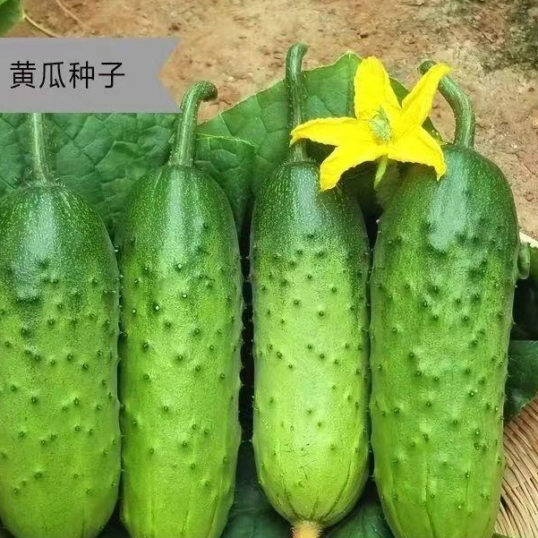 唐山秋瓜种子秋黄瓜高产水果黄瓜阳台小院春秋季易播种蔬菜种子