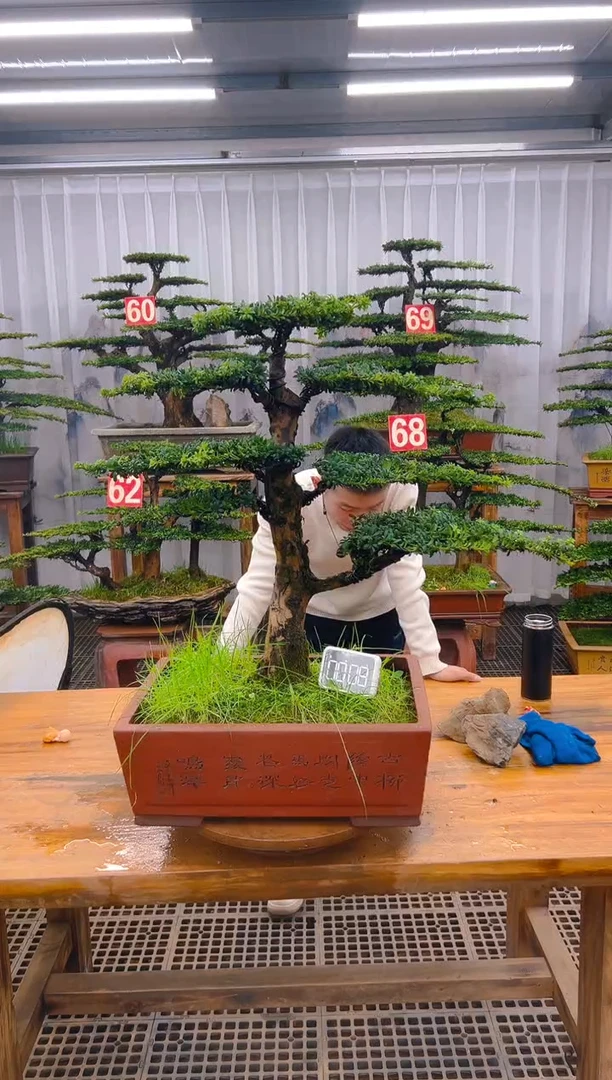 【闪购商品】紫砂精品盆景直播间一物一拍