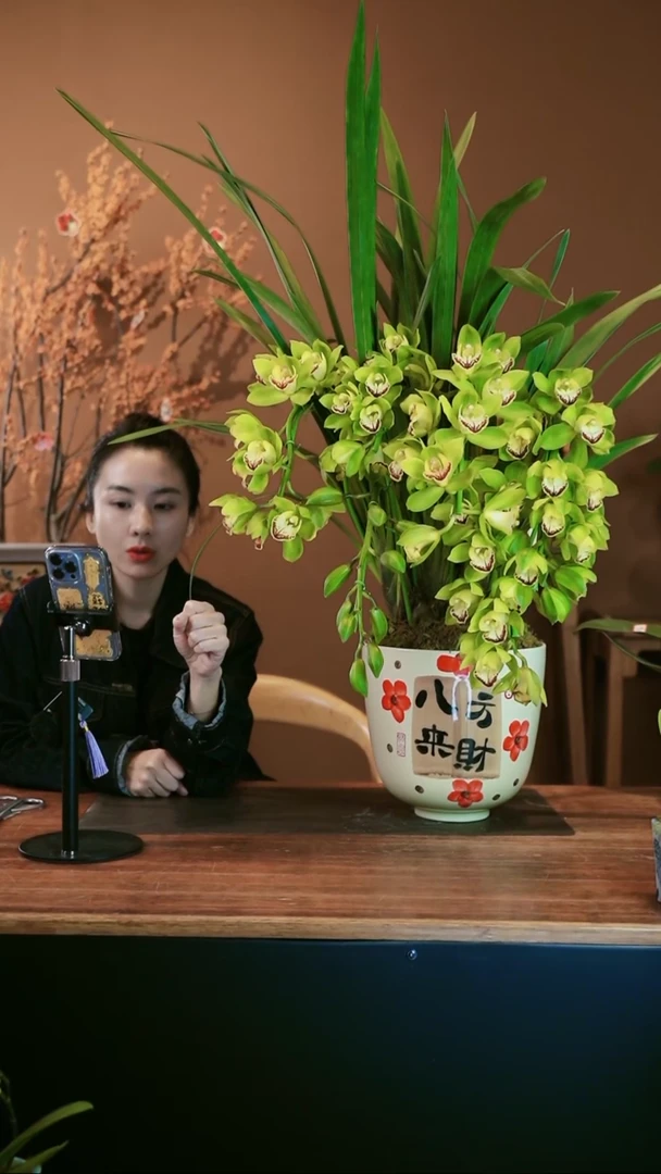 【闪购商品】盆景绿宝石拱兰