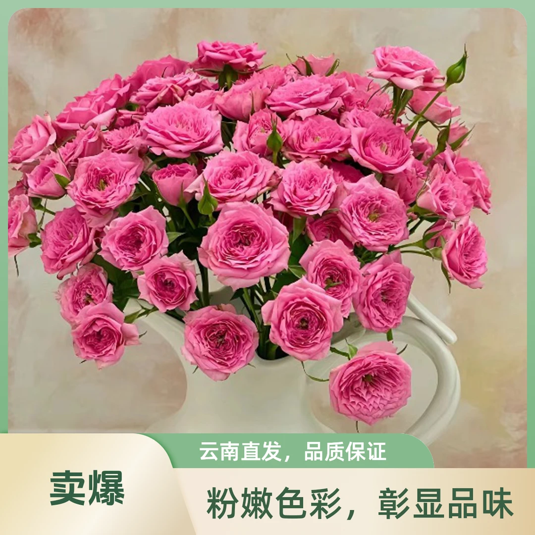 【1枝苏菲宝贝】全店满35元包邮多头玫瑰生活鲜花居家花