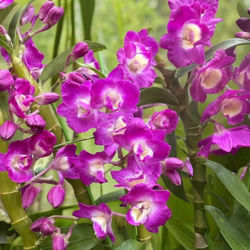 【红国王】947石斛兰盆栽花卉绿植室内居家绿植带花苞基地直发