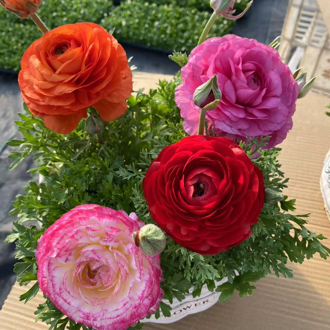 【芹叶牡丹】重瓣带花苞室内室外芹叶牡丹四季开花易活花卉原盆发货