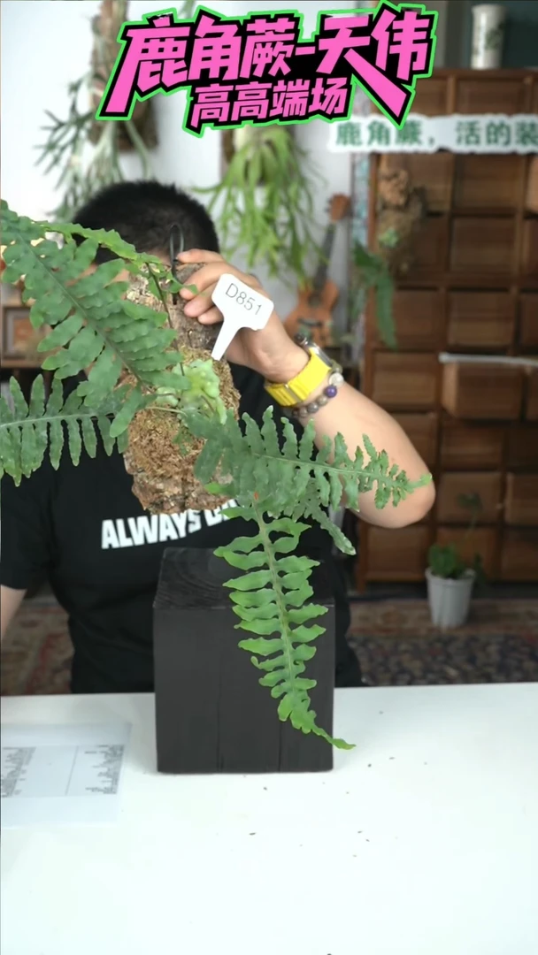 不开花植物D851-上板蓝蚁蕨