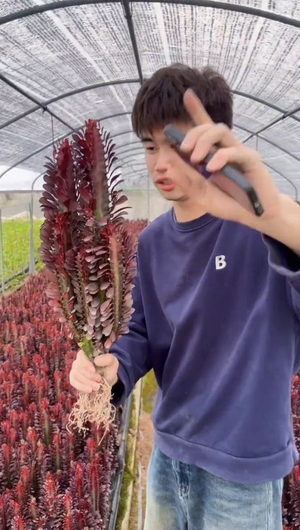 【闪购商品】大红 龙骨 高30cm+ 3头起发