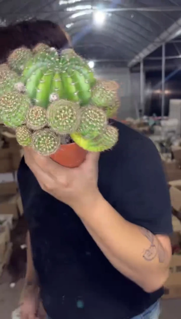 山脉天际线【带根】掉崽不包