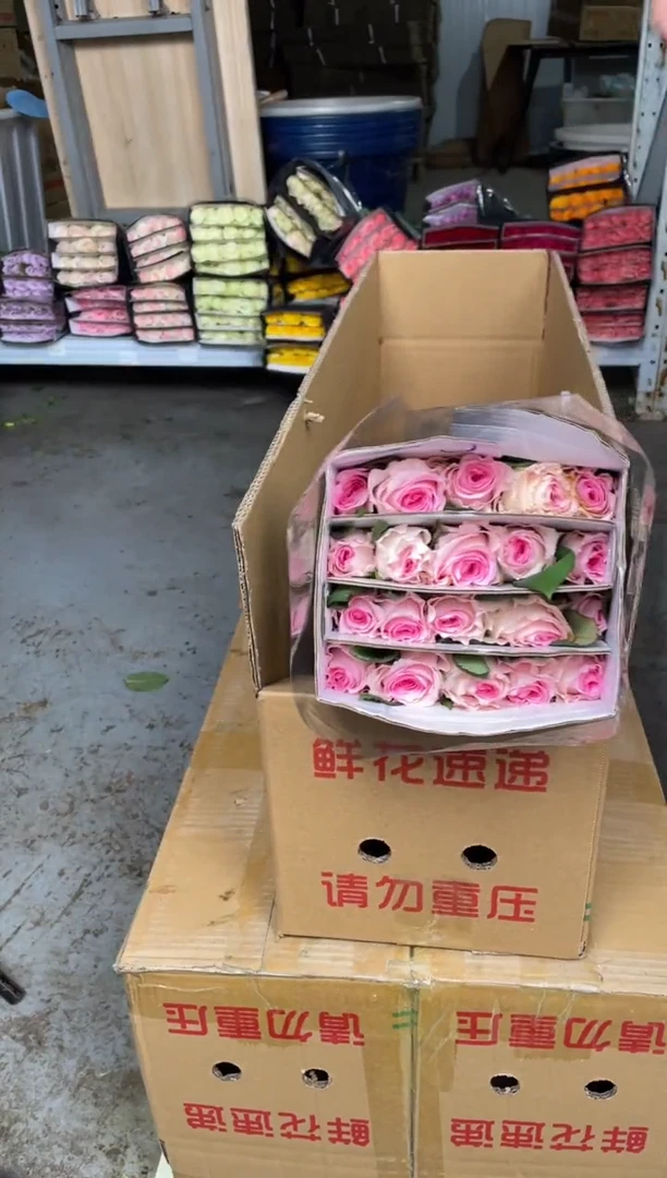 单头洛神玫瑰20枝