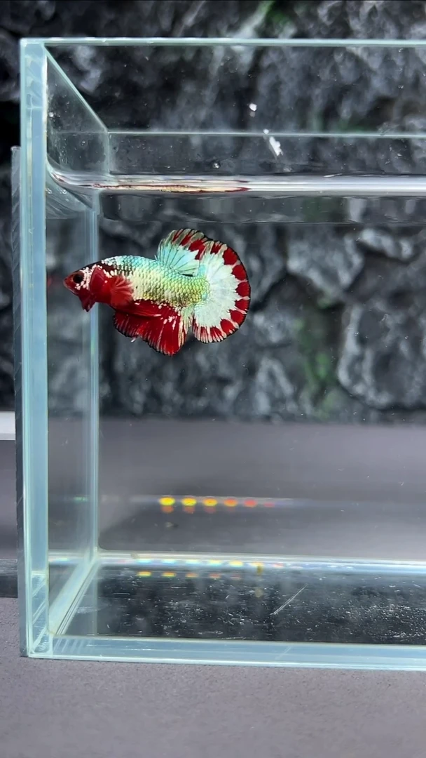 斗鱼竞拍链接A091