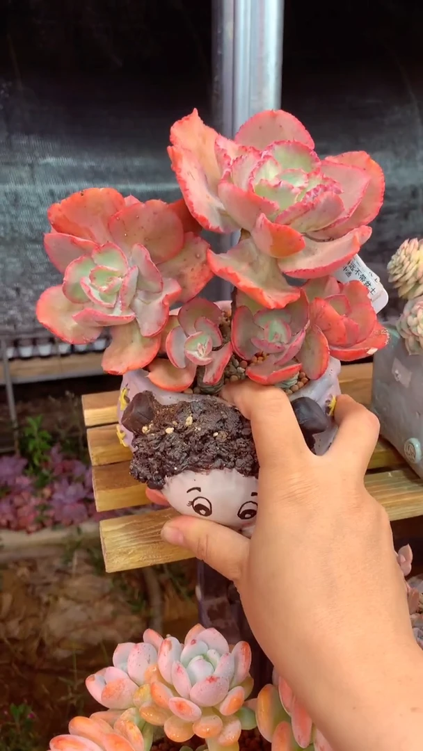 046J（一物一拍实付满28发货，默认不带盆土）