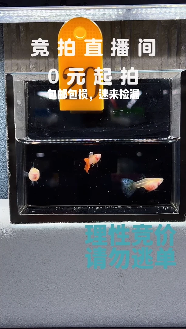 孔雀鱼蓝白跑红带胎一公两母编号20